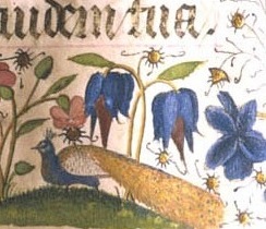 a peacock! from an old manuscript