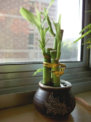 My 'lucky bamboo' plant.