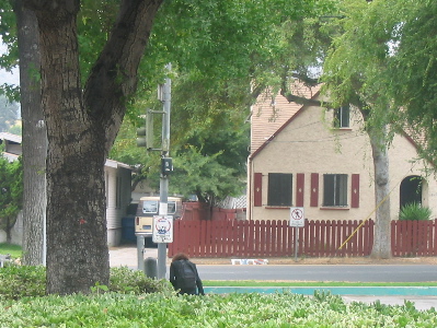 A girl dressed in black reading a book under some trees near a street corner.