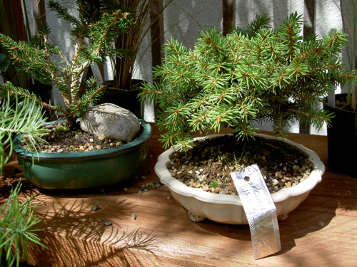 two little bonsai trees, with price tags