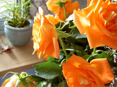Orange roses on my bedside table and a plant on my windowsill.