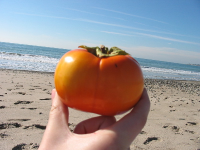 Lizzy holds the picnic persimmon, on Thanksgiving, in Ventura.