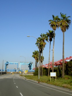 a street lined with palm trees and cranes