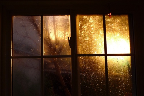 window, tree, rain drops