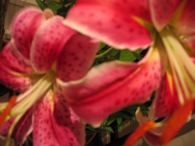 two blurry pink tigerlilies. woo.