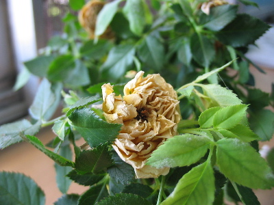 A tiny, half-dead yellow rose plant in my room.