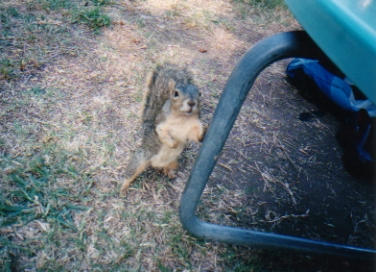 squirrel