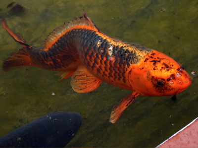 the orange and black fish