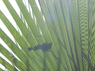 The shadow of a small bird, perched on a palm leaf.