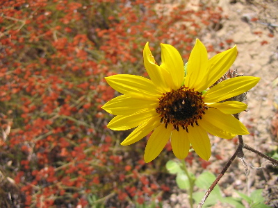 A 'black-eyed susan' flower, with some red flowers in the background.
