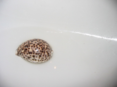 I think this is a giant cowrie shell. Anyway, I was washing it in my sink.