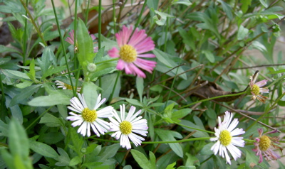 daisies