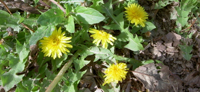 dandelions