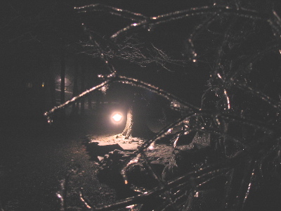 looking through the frosty trees onto grandma's driveway