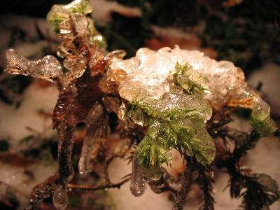 close-up of an ice-encrusted evergreen shrub