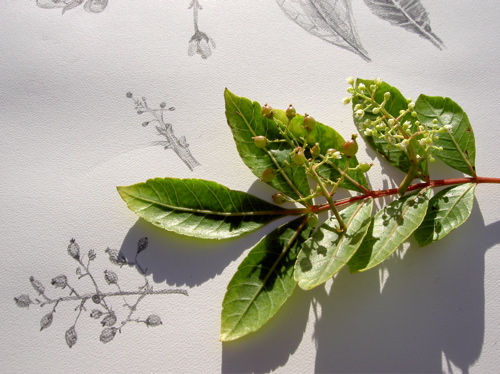 fruit, flowers, leaves, and paper