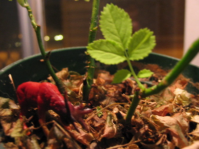 A small toy reindeer nibbling away at a potted plant.