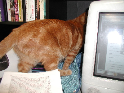 my cat, diving behind my computer