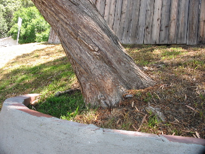 A bent tree, some grass, and a wooden fence.