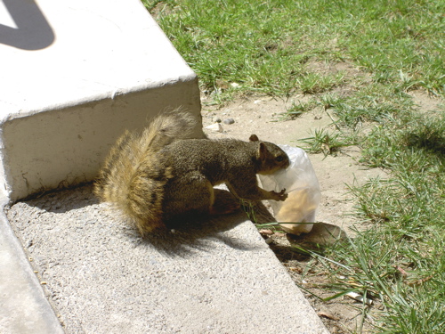 A squirrel on the USC campus.
